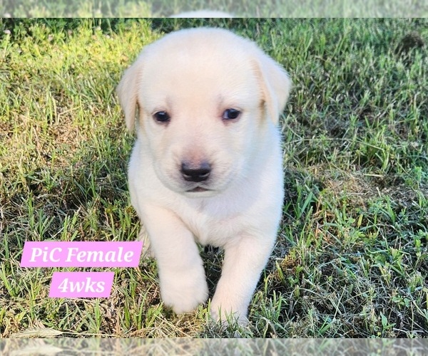 Medium Photo #38 Labrador Retriever Puppy For Sale in EDGEWOOD, TX, USA