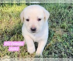 Puppy Yellow PiC Labrador Retriever
