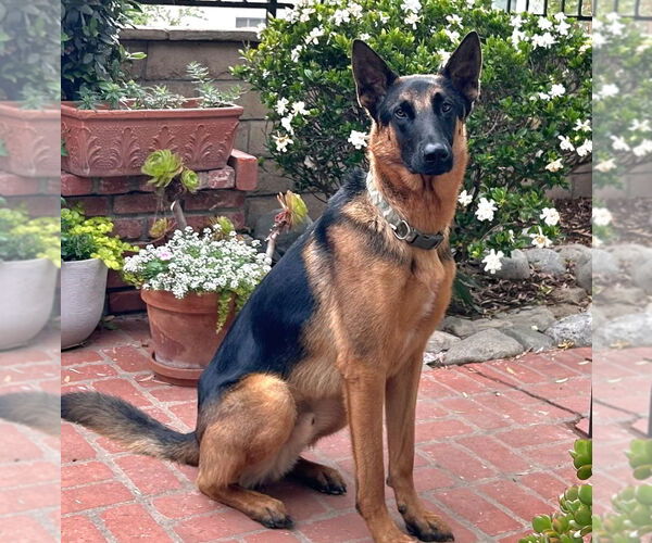 Medium Photo #18 German Shepherd Dog-Unknown Mix Puppy For Sale in Lake Forest, CA, USA