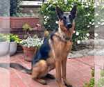 Small #17 German Shepherd Dog Mix
