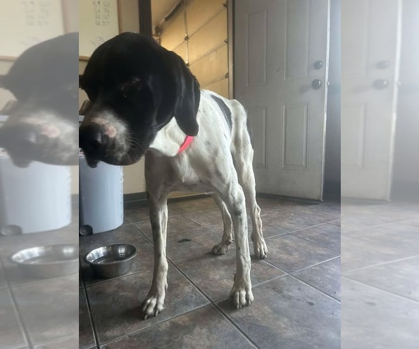 Medium Photo #2 Great Dane Puppy For Sale in Bullard, TX, USA