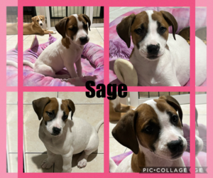 Mutt Dogs for adoption in Walnutport, PA, USA
