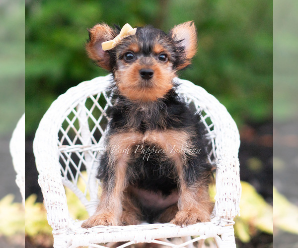 Medium Photo #81 Yorkshire Terrier Puppy For Sale in WARSAW, IN, USA