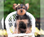 Small Photo #81 Yorkshire Terrier Puppy For Sale in WARSAW, IN, USA