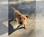 Small #3 Redbone Coonhound Mix