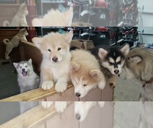 Alaskan Malamute-Huskimo Mix Puppy for sale in FORT COLLINS, CO, USA