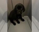 Small Photo #2 Labrador Retriever Puppy For Sale in RIVERVIEW, FL, USA