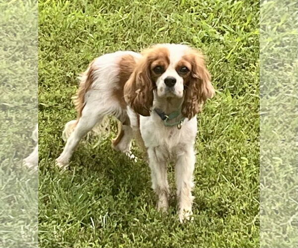 Medium Photo #5 Cavalier King Charles Spaniel-Unknown Mix Puppy For Sale in Brooklyn Center, MN, USA