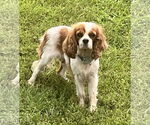 Small #4 Cavalier King Charles Spaniel Mix