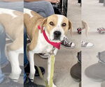 Small #13 Great Pyrenees Mix
