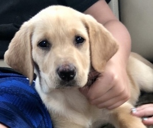 Labrador Retriever Puppy for sale in RINCON, GA, USA