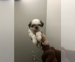 Small Photo #8 Shih Tzu Puppy For Sale in EAST FREETOWN, MA, USA