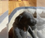 Small Photo #8 Weimaraner Puppy For Sale in LIBBY, MT, USA