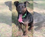 Small #4 Labrador Retriever Mix