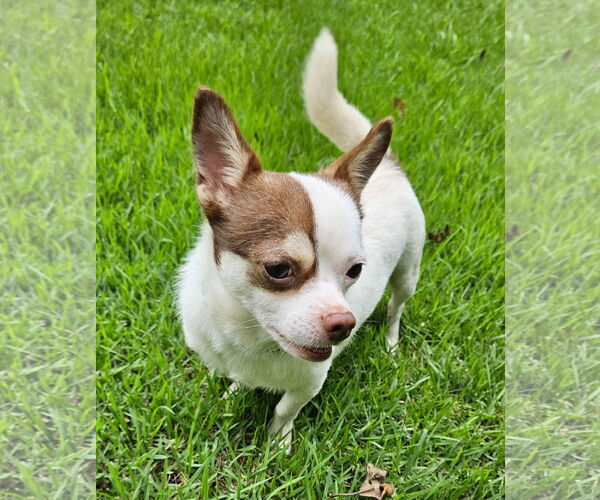 Medium Photo #4 Chihuahua Puppy For Sale in Arlington, VA, USA
