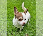 Small #3 Chihuahua
