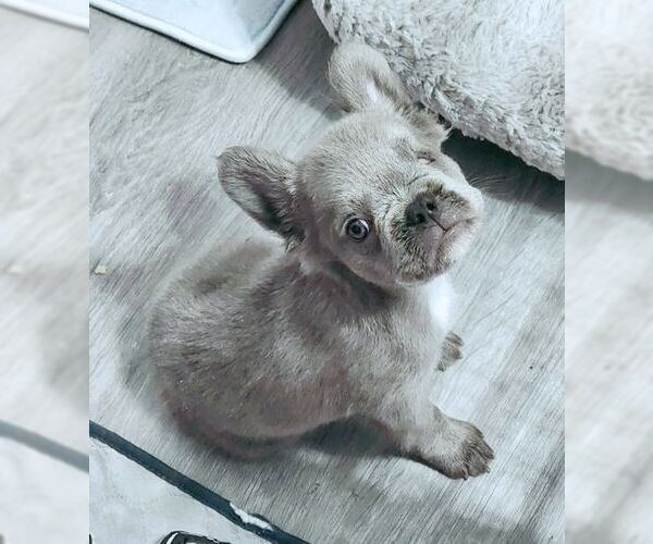 Medium Photo #2 French Bulldog Puppy For Sale in Tustin, CA, USA