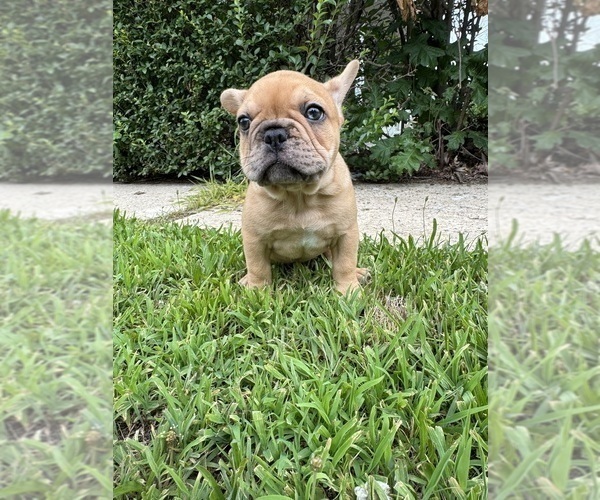 Medium Photo #34 French Bulldog Puppy For Sale in SAYREVILLE, NJ, USA
