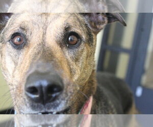 Riley - Female Mutt Dog for Adoption - Photo #3