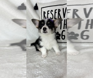 Pembroke Welsh Corgi Puppy for sale in GREENFIELD, IN, USA