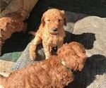 Small Photo #12 Poodle (Standard) Puppy For Sale in JOPLIN, MO, USA