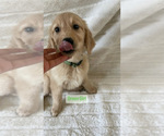 Small Photo #6 Golden Retriever Puppy For Sale in ANTIOCH, CA, USA