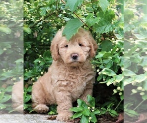 Labradoodle Puppy for sale in SYRACUSE, IN, USA