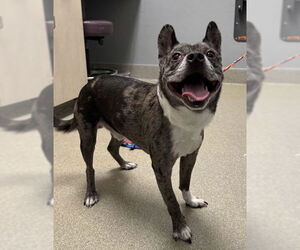 Medium French Bulldog Mix