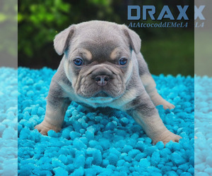 French Bulldog Puppy for sale in MIAMI, FL, USA