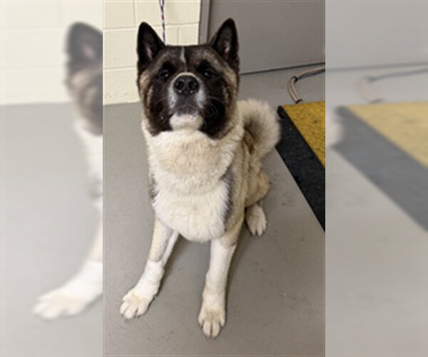 Medium Photo #1 Akita Puppy For Sale in Sanford, FL, USA