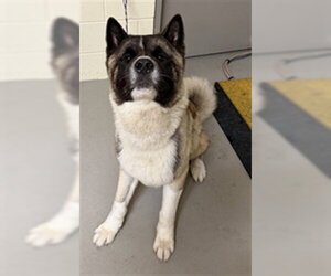 Akita Dogs for adoption in Sanford, FL, USA