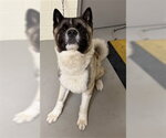 DALLAS - Male Akita Dog for Adoption - Small photo