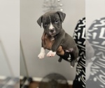 Puppy 2 American Bully-American Pit Bull Terrier Mix