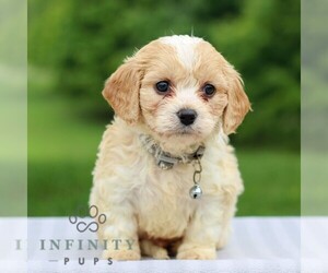 Cavachon Puppy for sale in ANNVILLE, PA, USA