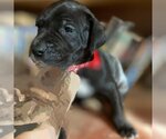 Small Photo #3 Great Dane Puppy For Sale in Vail, AZ, USA
