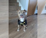 Small #1 Mutt