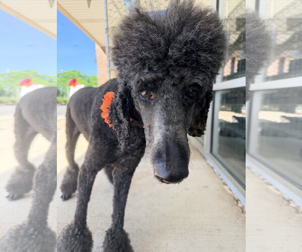 Medium Photo #4 Poodle (Standard)-Unknown Mix Puppy For Sale in Rockaway, NJ, USA
