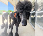 Small #3 Poodle (Standard) Mix