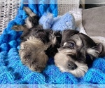 Small Photo #5 Schnauzer (Miniature) Puppy For Sale in COLORADO SPRINGS, CO, USA