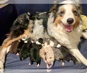 Mother of the Australian Shepherd puppies born on 01/17/2025