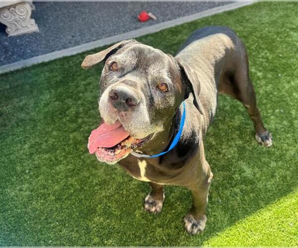 Medium Photo #2 Mutt Puppy For Sale in Moreno Valley, CA, USA