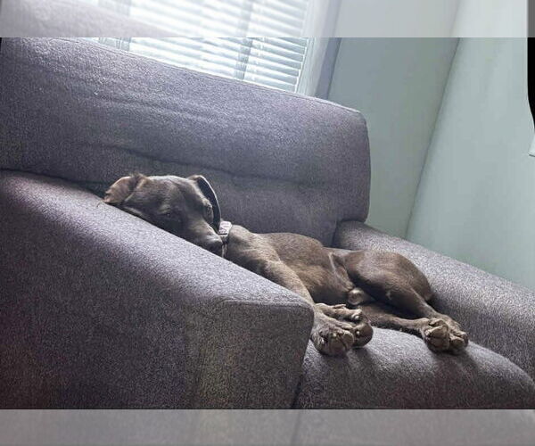 Medium Photo #6 American Pit Bull Terrier-Unknown Mix Puppy For Sale in Oakhurst, NJ, USA