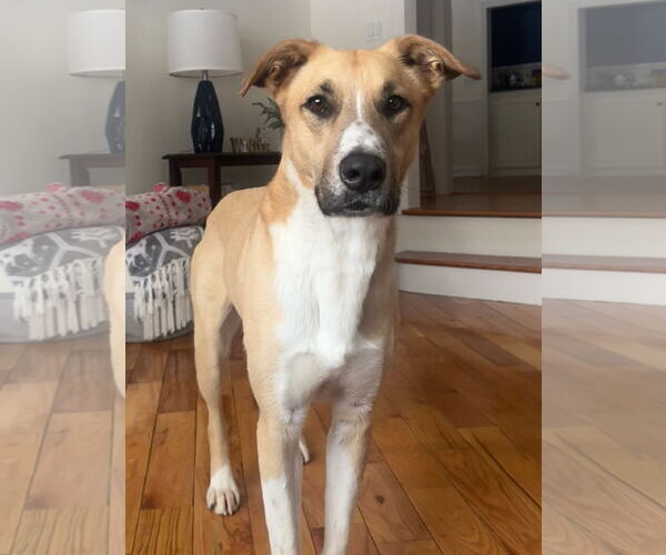 Medium Photo #5 Anatolian Shepherd-Unknown Mix Puppy For Sale in Rockaway, NJ, USA