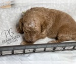 Small Photo #2 Goldendoodle Puppy For Sale in MOULTON, AL, USA