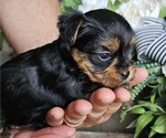 Small #3 Yorkshire Terrier