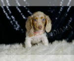 Small #3 Dachshund