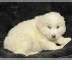 Small #4 Great Pyrenees