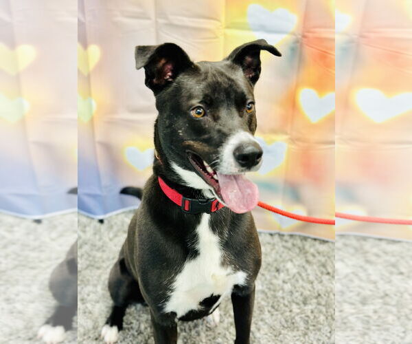 Medium Photo #9 Border Collie-Unknown Mix Puppy For Sale in Manahawkin, NJ, USA