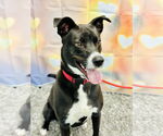 Small #8 Border Collie Mix
