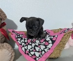 Small Photo #7 Faux Frenchbo Bulldog Puppy For Sale in GOSHEN, IN, USA